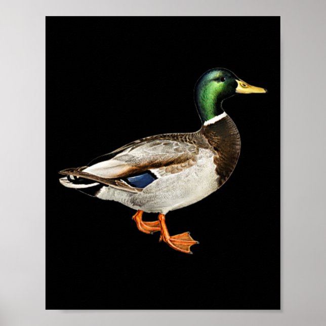 Poster Mallard Drake Pocket Logo Mallard Ducks Hunti (Frente)
