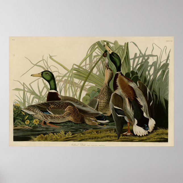 Poster Mallard Duck (Frente)