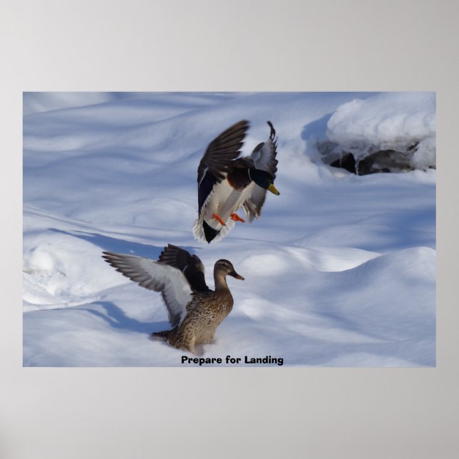 Poster Mallard Duck (Frente)