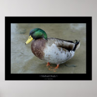 Mallard Duck