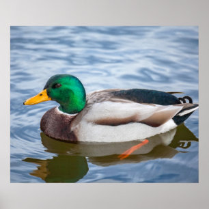 Poster Mallard Duck