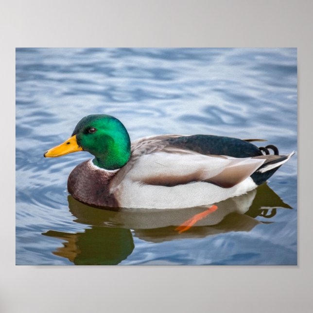 Poster Mallard Duck (Frente)