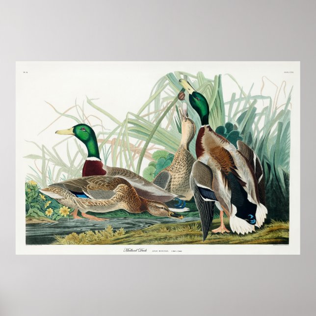 Poster Mallard Duck, 1834, dos Pássaros da América (Frente)