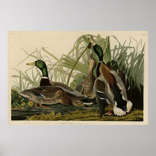 Poster Mallard Duck do Pássaro da América de Audubon (Frente)
