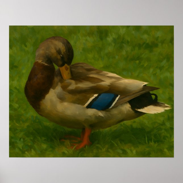 Poster Mallard Duck na Luz dos Prados (Frente)