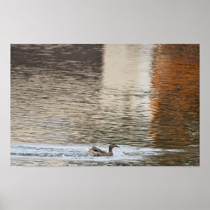 Poster Mallard Duck NatalPoster