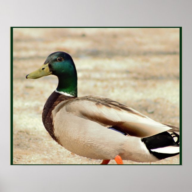 Poster Mallard Duck Photo (Frente)