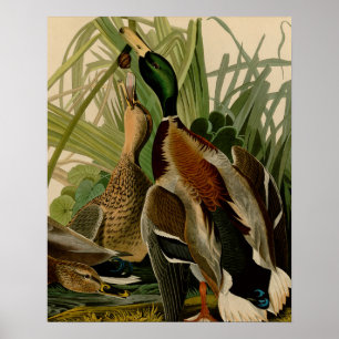 Poster Mallard Duck - Pincel de Ave Audubon