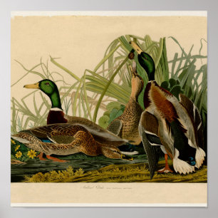 Poster Mallard Duck - Pincel de Ave Audubon