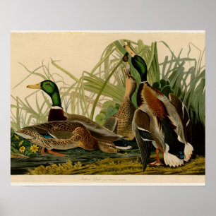 Poster Mallard Duck - Pincel de Ave Audubon