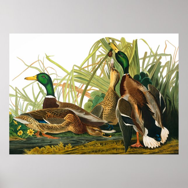Poster Mallard Duck por John James Audubon (Frente)
