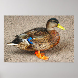 Poster Mallard Duck. Roath Park Lake, Cardiff, País de G