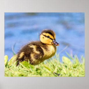 Pôster Mallard Ducking
