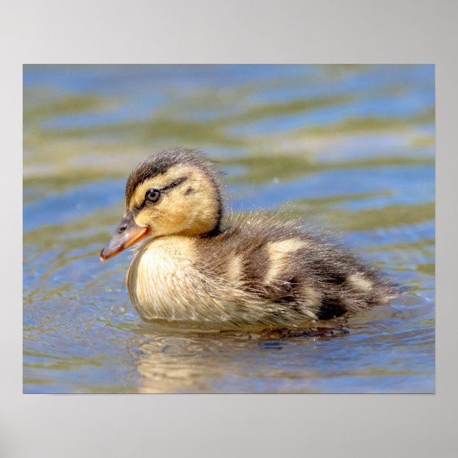Poster Mallard Duckling (Frente)
