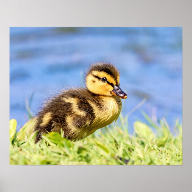 Pôster Mallard Duckling (Frente)