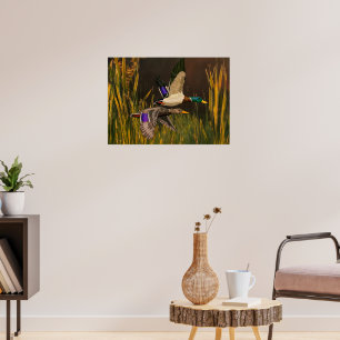 Poster Mallard Ducks