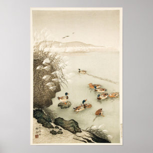 Poster Mallard Ducks Nadando por Grass de Pampas