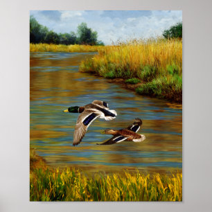 Poster Mallard Ducks Voando Sobre Pond