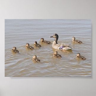 Poster Mallard e Ducklings