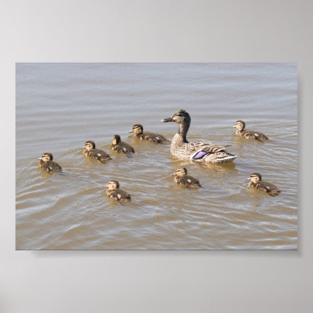 Poster Mallard e Ducklings (Frente)