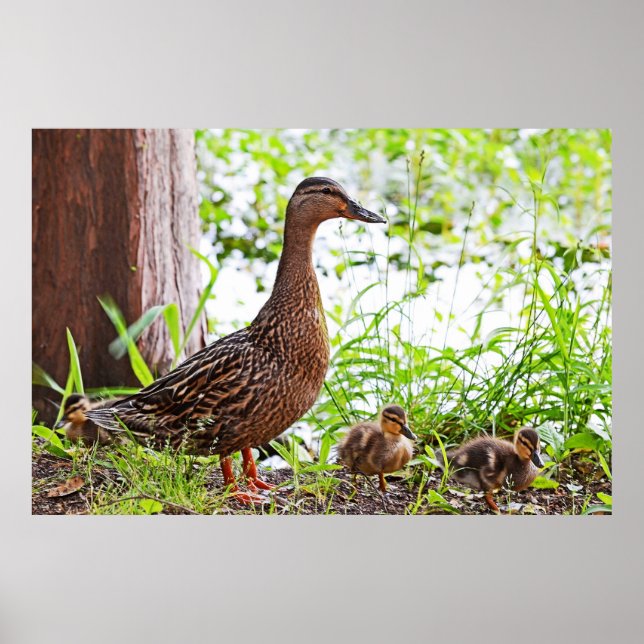 Poster Mallard e Ducklings por Shirley Taylor (Frente)