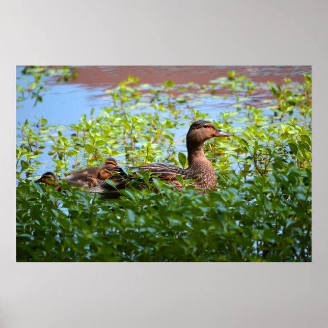 Poster Mallard e Ducklings por Shirley Taylor (Frente)