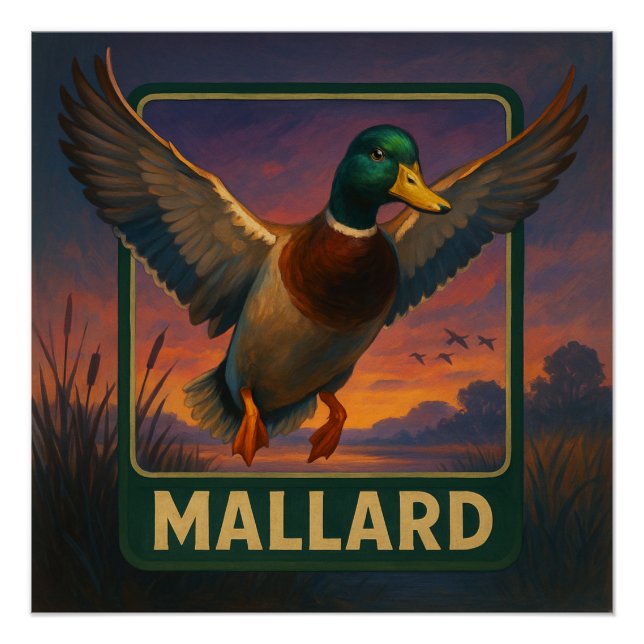 Pôster Mallard Poster (Frente)