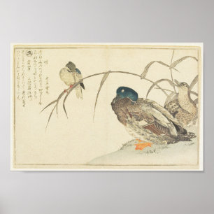 Poster Mallards e um Kingfisher (Utamaro)