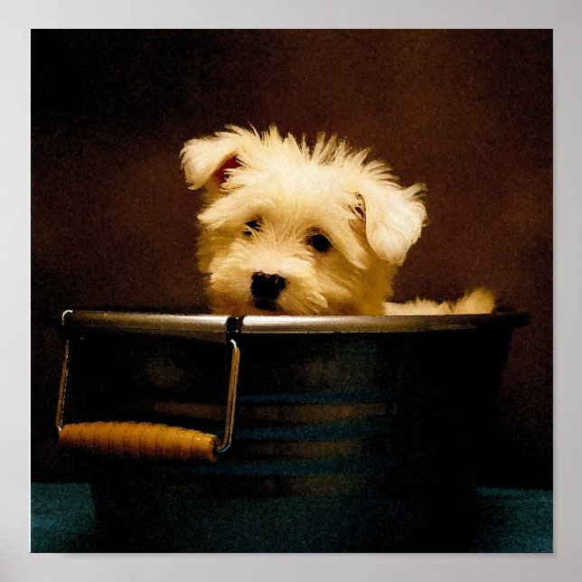 Pôster Maltês no Washington (Frente)