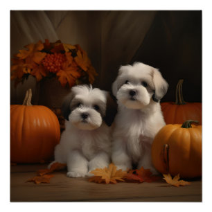 Pôster Malti tzu Puppy Autumn Delight Pumpkin