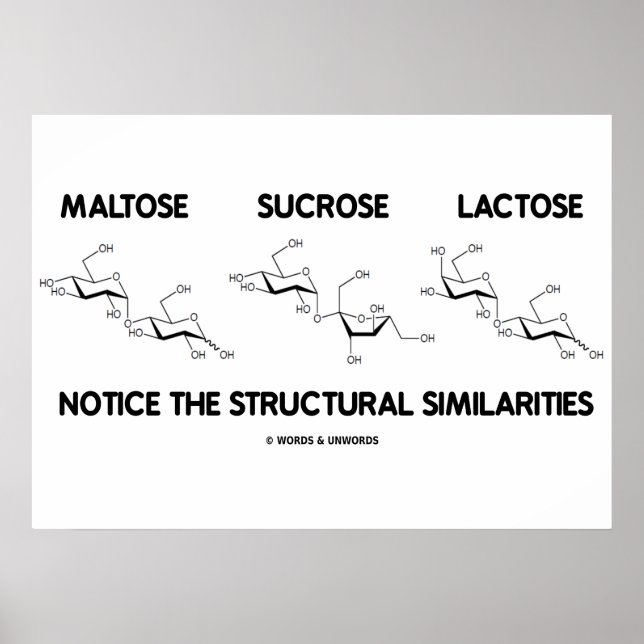 Pôster Maltose Sacarose Lactose Semelhança Estrutural (Frente)