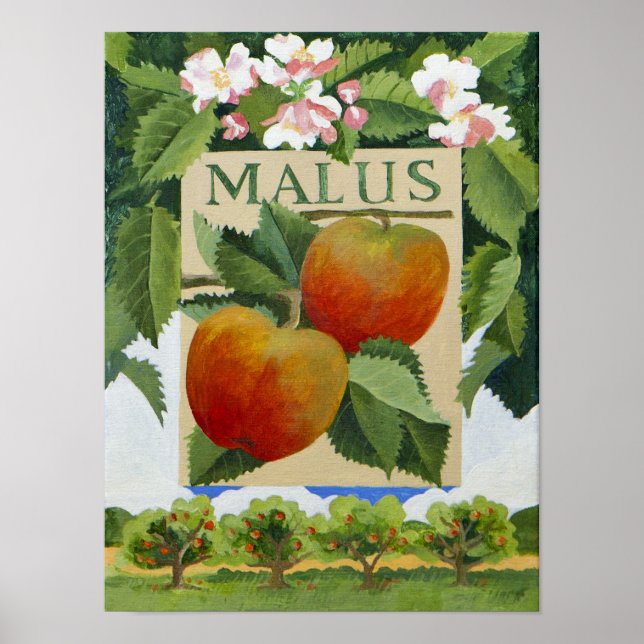 Pôster Malus (Frente)