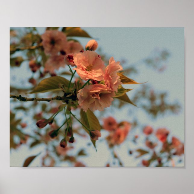 Poster Malus Brandywine Crabapple Tree Primavera Rosa Blo (Frente)