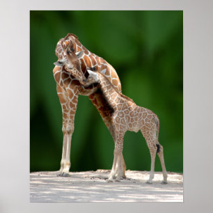 Pôster Mamã e bebê do girafa