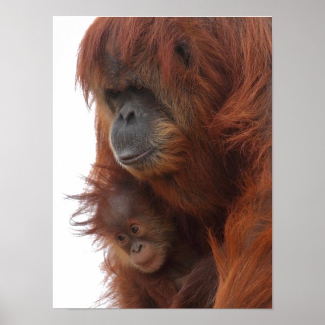 Poster Mamã e bebê Orangutan (Frente)