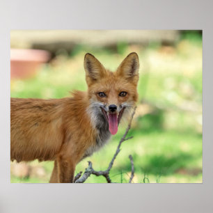 Poster Mama Fox no Vale do Hudson