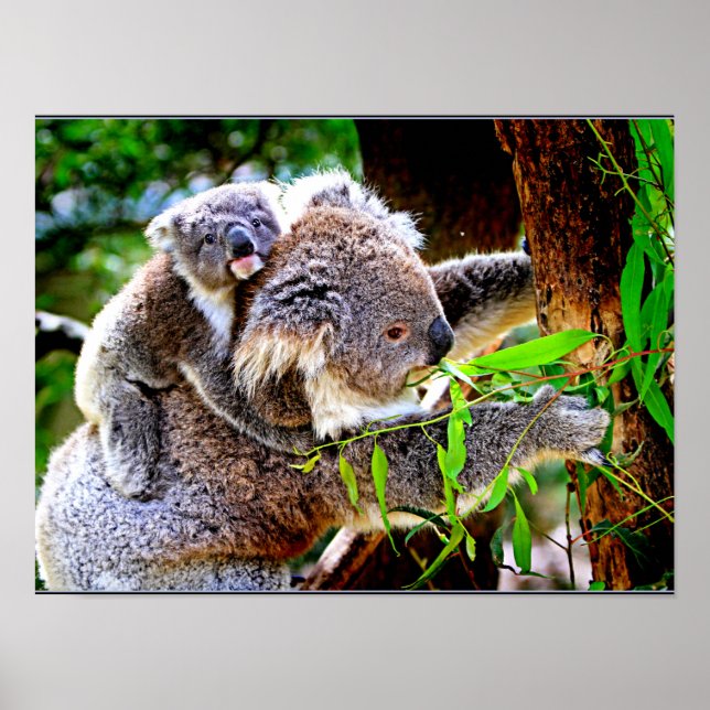 Poster Mama Koala e Baby Joey em uma árvore (Frente)