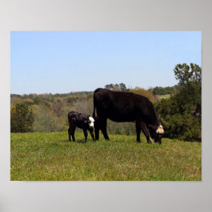 Pôster Mama Vaca e vitela no pasto de Texas