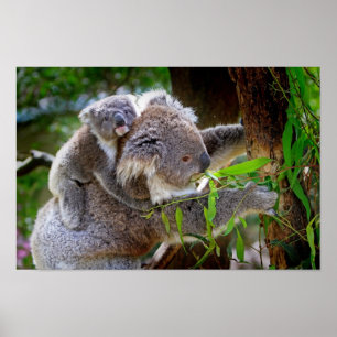 Poster Mamãe e Baby Koalas