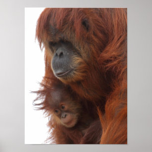 Poster Mamãe e bebê Orangutan