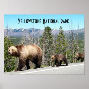 Poster Mamãe e Cubs de Urso Grizzly Selvagem em Yellowst