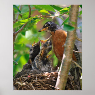 Pôster Mamãe e Robins de Bebê