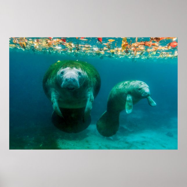 Poster Mamãe manateou com seu bezerro no Crystal River (Frente)