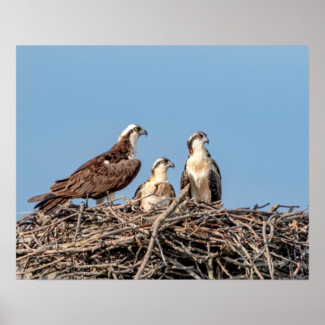 Pôster Mamãe Osprey com seus filhos (Frente)