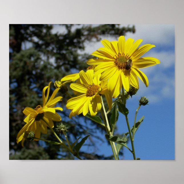 Poster mamangabeira (Frente)