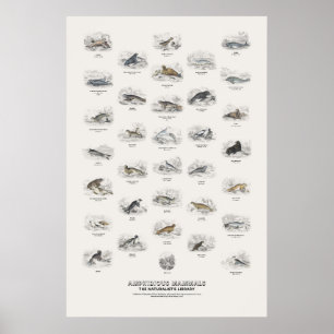 Poster Mamíferos Anfíbios - Biblioteca do Naturalista