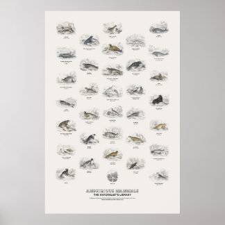 Poster Mamíferos Anfíbios - Biblioteca do Naturalista