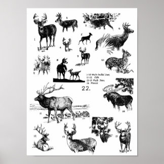 POSTER MAMMALS