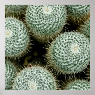 Poster Mammillaria hahniana