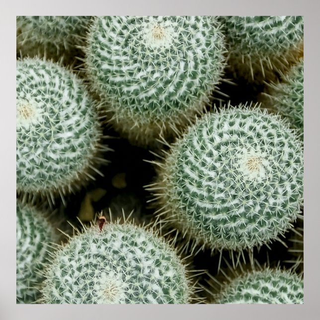 Poster Mammillaria hahniana (Frente)